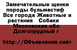 Замечательные щенки породы бульмастиф - Все города Животные и растения » Собаки   . Московская обл.,Долгопрудный г.